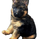 nogoinghomegame avatar