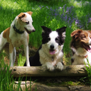 noisydogbarks avatar