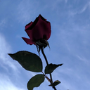 nondescriptrubbish avatar