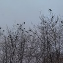 noneofmeishere avatar