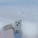 nonhumanmeans avatar