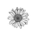 nopenotfeelinit avatar