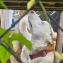 nordic-druid-elderwood avatar