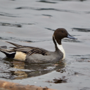 northernpintail avatar