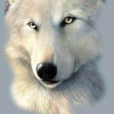 northernwolf69 avatar