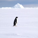 nostalgic-orange-juice avatar