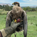 nostosphotography avatar