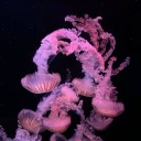 nothoughtsjustmhaandotherthings avatar