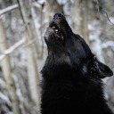 notsafeforsane avatar