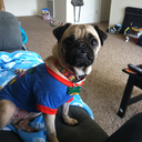 novathespacepug avatar