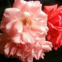 nuitthechellophan avatar