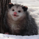 nullifiedopossum avatar