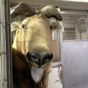 numberonecreature avatar