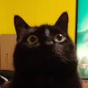 numberonefrancisforeststan avatar