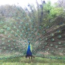 numberonepeacock avatar