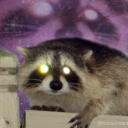 numerousracoons avatar