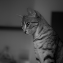 nyanjiroo-leica-mono avatar