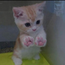 nymphet-kitty avatar