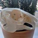 o-vitam-et-mortem-o avatar