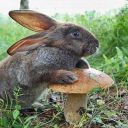 o-xurxur-o-sosoj avatar