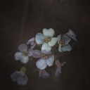 o0-snowdrop-0o avatar