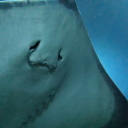 obiwanmcprobie avatar