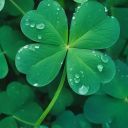 obscureliberty avatar