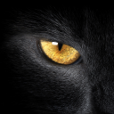 obsessed-over-cats avatar