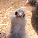 occaisional-chunkens avatar