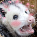 occult-oppossum avatar