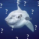 ocean-sunfish-confusion avatar