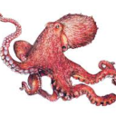 octopi101 avatar