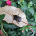 oddball-beauty avatar