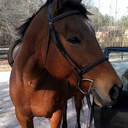 of-horses-and-men avatar