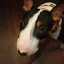 ofbullterriers avatar