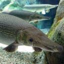 official-gar-posts avatar