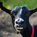 official-goat-posts avatar