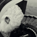 officiallygoneswiftie avatar