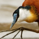 officialweezerelections avatar