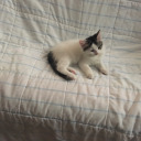 ofrabjousnight avatar