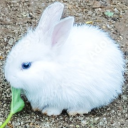 ogatasfavorite-reblog avatar