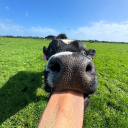 oh-god-its-toby avatar