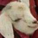 oh-no-my-innocence avatar