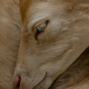 ohwhataniight avatar