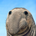 ok-but-can-you-not avatar