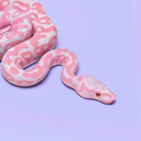 ok-kawaii-princess-blog avatar