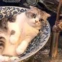 old-acc-gaylorscatmeredith avatar