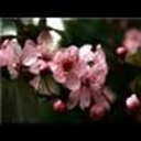 old-mother-sativa avatar