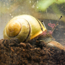 oliverthesnail avatar