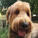 olliethedoodle avatar